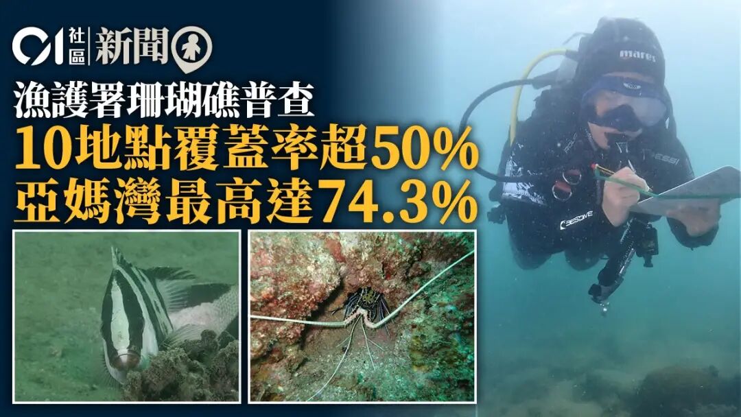 漁護署珊瑚礁普查｜亞媽灣覆蓋率最高　6地點有白化料水溫升所致