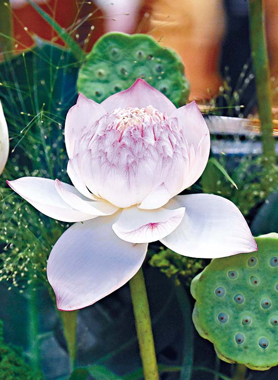 “2025香港荷花展” “2025香港荷花展”